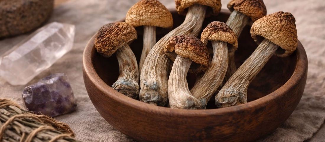 Mushroom Top launch — curated selection