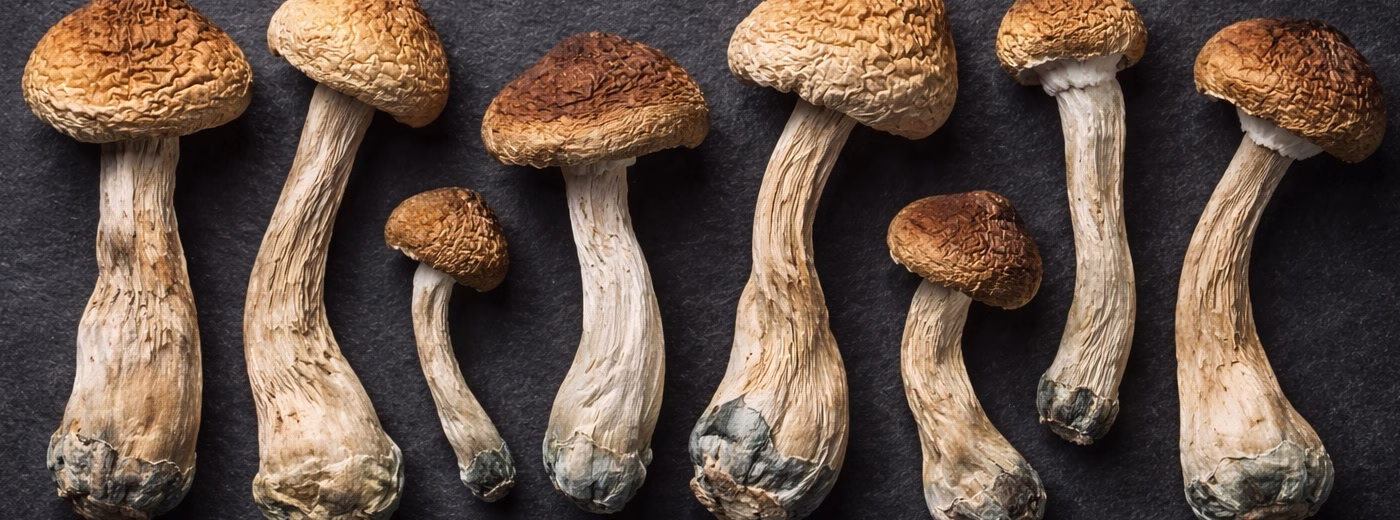 Close-up of psychedelic mushrooms in natural setting